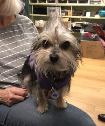 Lost Female Dog last seen Eight and carnahan, Spokane Valley, WA 99212