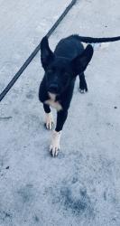 Found/Stray Female Dog last seen Wayside and 610, Houston, TX 77011