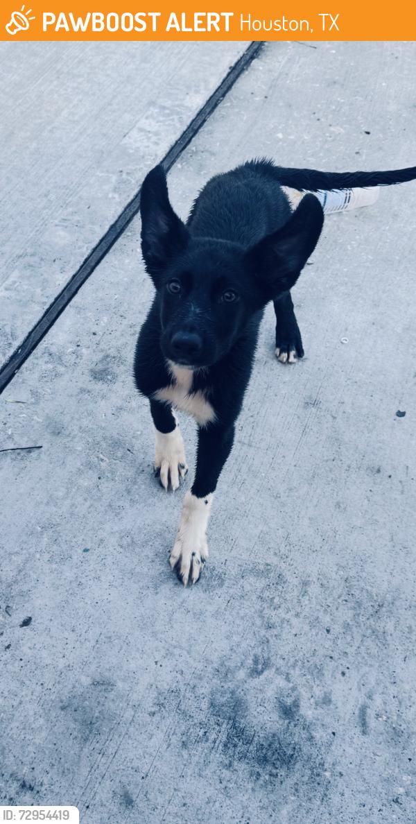 Found/Stray Female Dog last seen Wayside and 610, Houston, TX 77011