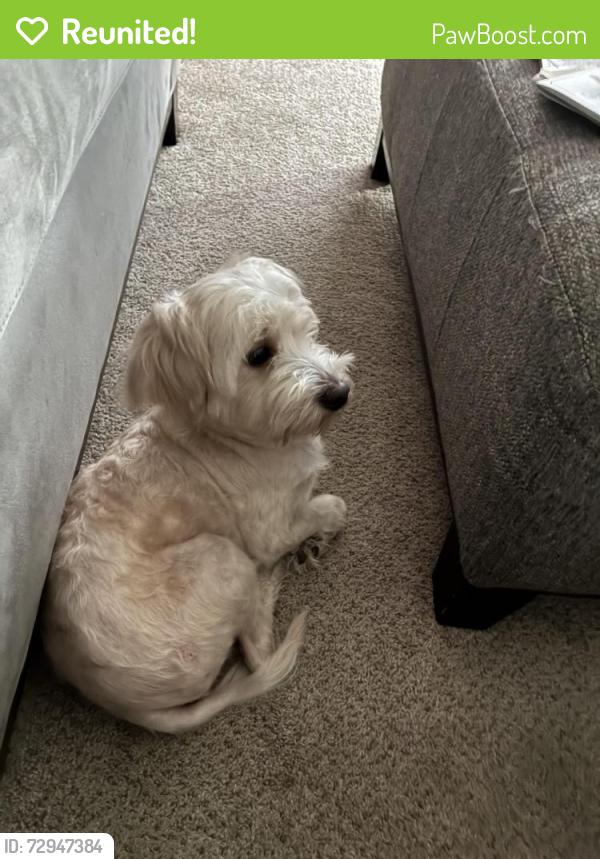 Reunited Female Dog last seen Meredith college woods, Raleigh, NC 27607