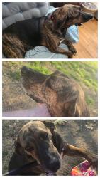 Reunited Male Dog last seen Near High Ridge Road, Kingsport, TN 37660