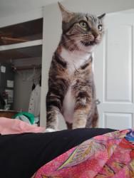 Reunited Female Cat last seen 16th place between 6th and US1, Vero Beach, FL 32960