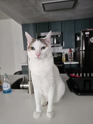 Reunited Male Cat last seen Shannon and Overton, Tucson, AZ 85742