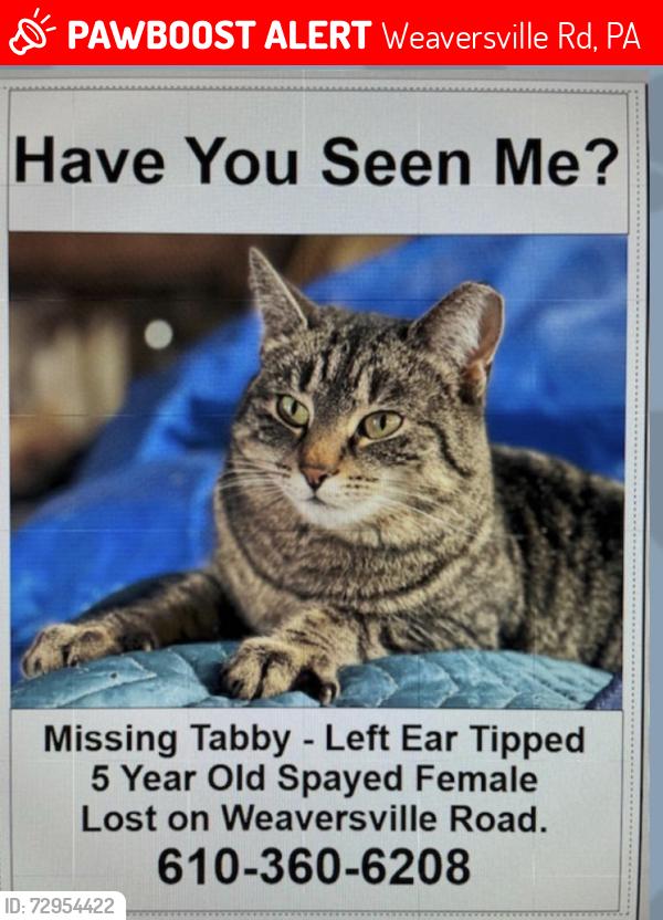 Lost Female Cat last seen Weaversville Rd & Walnut St, Weaversville Rd, PA 18032