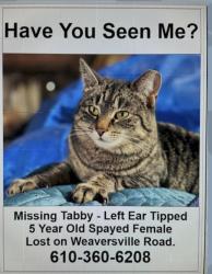 Lost Female Cat last seen Weaversville Rd & Walnut St, Weaversville Rd, PA 18032