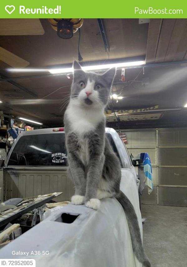 Reunited Male Cat last seen Page ave , Jackson, MI 49203