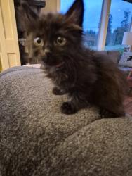 Shelter Stray Female Cat last seen DLNW, OR, Troutdale, OR 97060