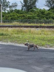 Found/Stray Unknown Dog last seen Near Tenth StLake Park, FL  33403United States, Lake Park, FL 33403