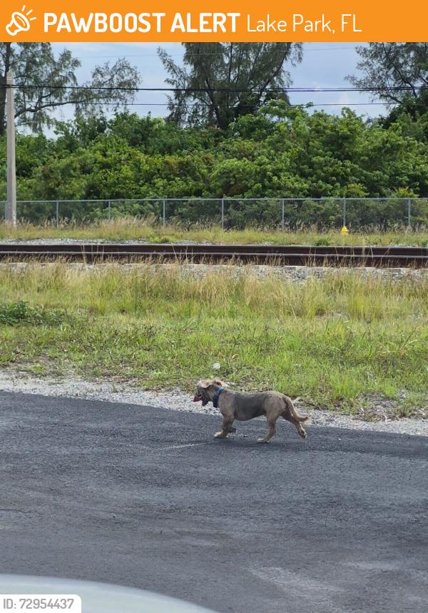 Found/Stray Unknown Dog last seen Near Tenth StLake Park, FL  33403United States, Lake Park, FL 33403