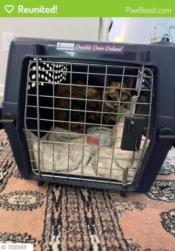 Reunited Female Cat last seen Jeff waters circle, Horry County, SC 29568