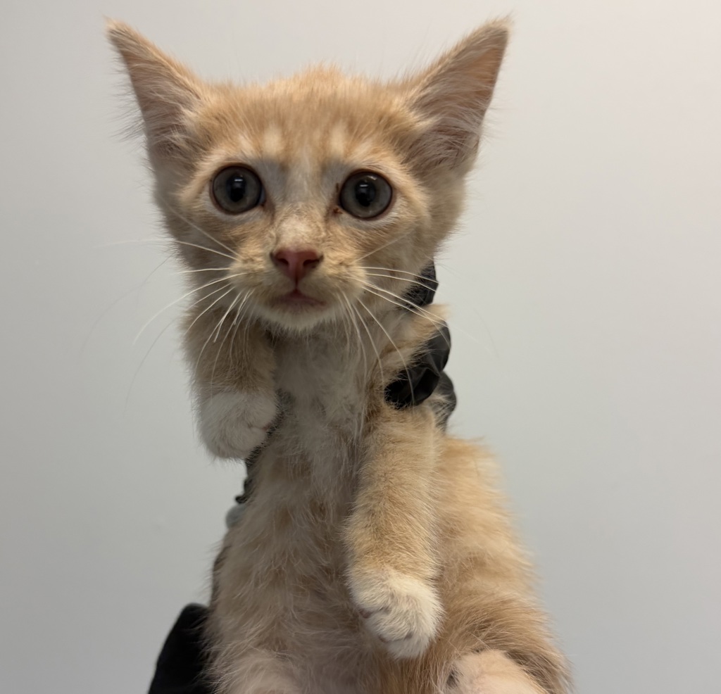 Shelter Stray Male Cat last seen Apt 27,2356 Grove Avenue, San Diego, CA, 92154, San Diego, CA 92110
