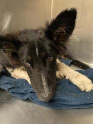 Shelter Stray Unknown Dog last seen Near Kimbro West Road, MANOR, TX, 78653, Austin, TX 78702