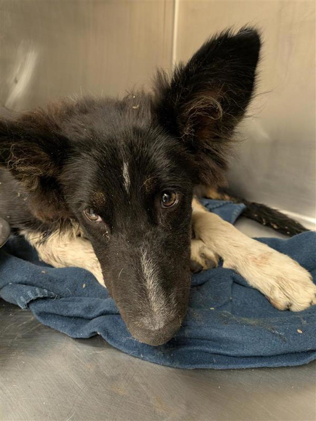 Shelter Stray Unknown Dog last seen Near Kimbro West Road, MANOR, TX, 78653, Austin, TX 78702