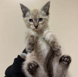 Shelter Stray Female Cat last seen Near Outter Road, San Diego, CA, 92154, San Diego, CA 92110