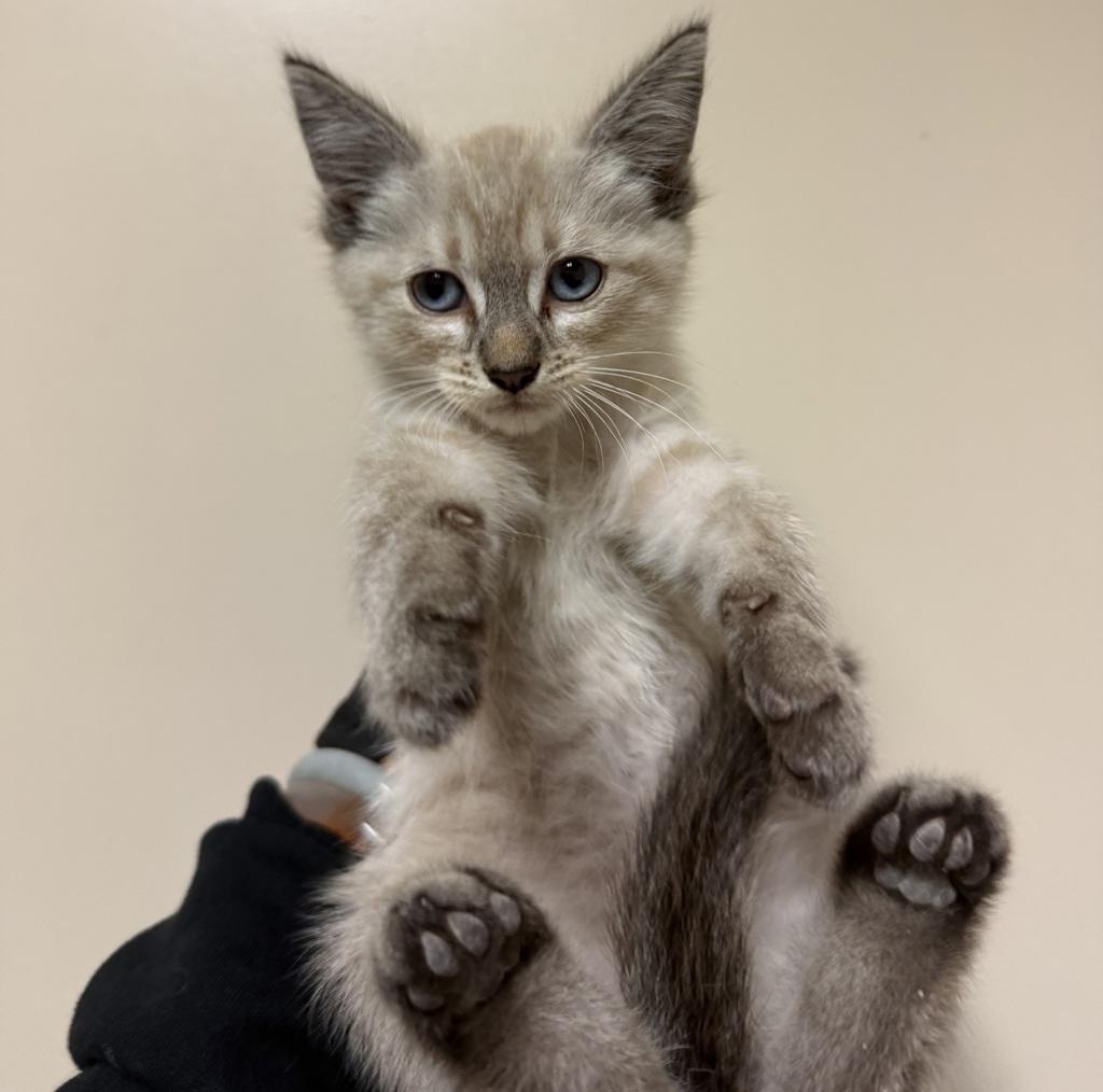 Shelter Stray Female Cat last seen Near Outter Road, San Diego, CA, 92154, San Diego, CA 92110