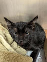 Shelter Stray Male Cat last seen TX, Austin, TX 78702