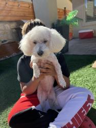 Lost Female Dog last seen Near el salto, Socorro, TX 79927