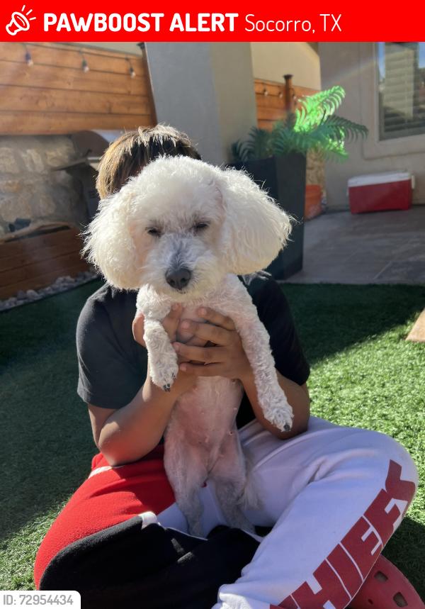 Lost Female Dog last seen Near el salto, Socorro, TX 79927