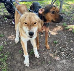 Shelter Stray Female Dog last seen Near Brodie Lane, AUSTIN, TX, 78745, Austin, TX 78702