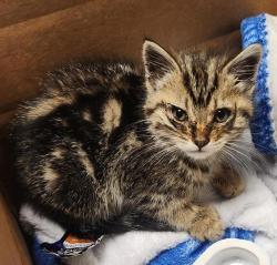 Shelter Stray Female Cat last seen Near Marina Boulevard, SAN LEANDRO, CA, 94577, Oakland, CA 94621