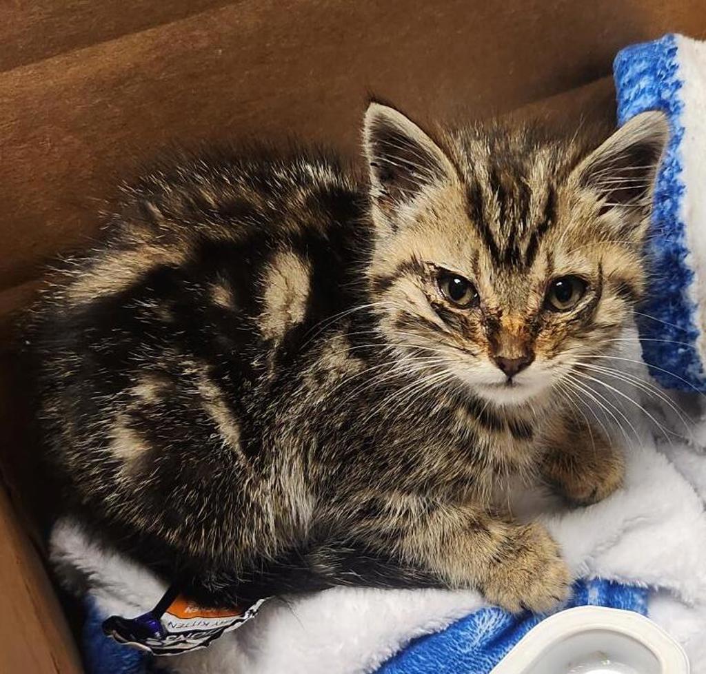 Shelter Stray Female Cat last seen Near Marina Boulevard, SAN LEANDRO, CA, 94577, Oakland, CA 94621