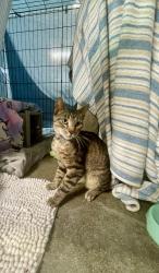 Shelter Stray Male Cat last seen Near Wilson Avenue, San Diego, CA, 92104, San Diego, CA 92110