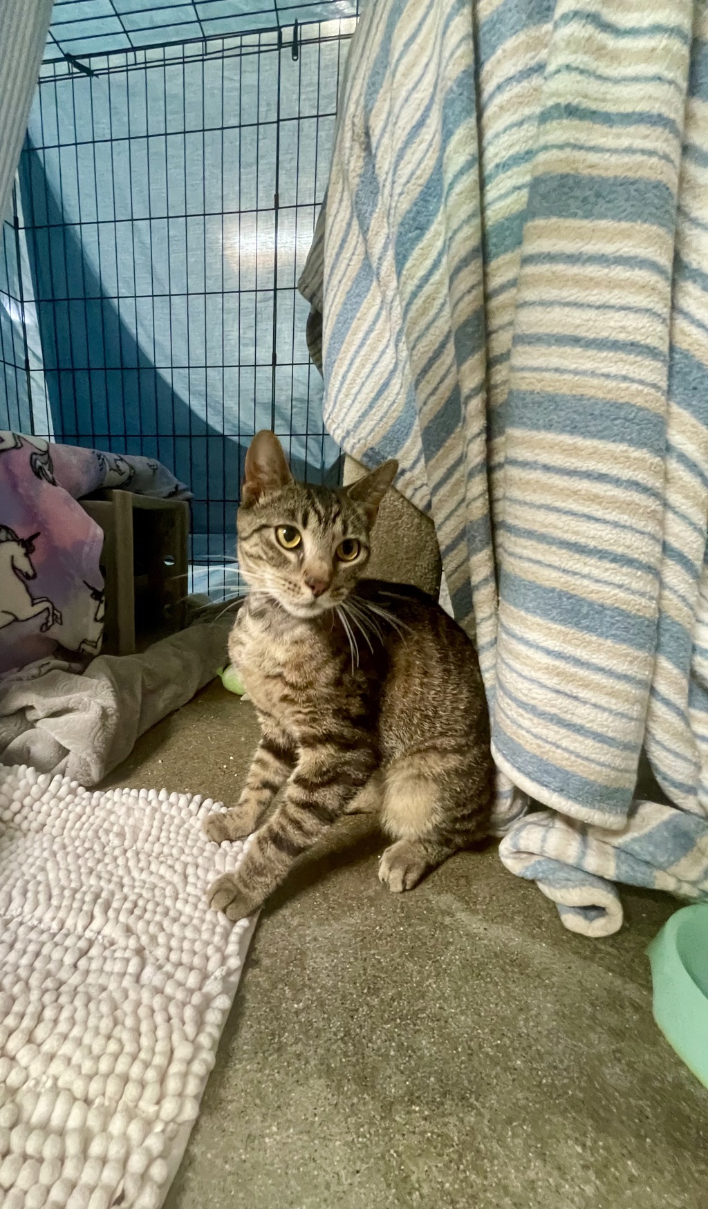 Shelter Stray Male Cat last seen Near Wilson Avenue, San Diego, CA, 92104, San Diego, CA 92110