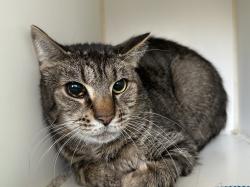 Shelter Stray Male Cat last seen Seneca Avenue, STATEN ISLAND, NY, 10301, Staten Island, NY 10309