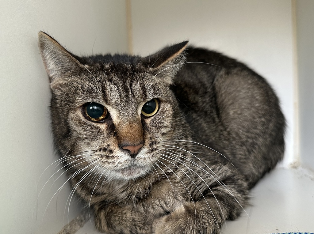 Shelter Stray Male Cat last seen Seneca Avenue, STATEN ISLAND, NY, 10301, Staten Island, NY 10309