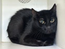 Shelter Stray Female Cat last seen Near Seneca Avenue, STATEN ISLAND, NY, 10301, Staten Island, NY 10309