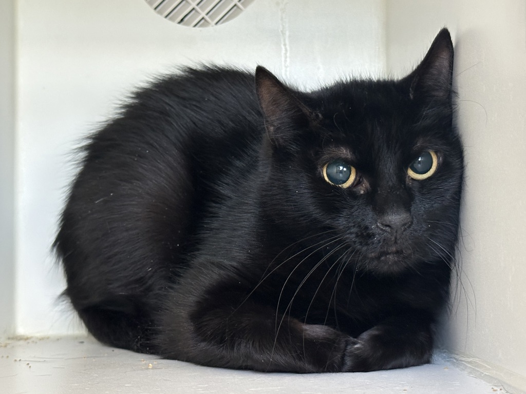 Shelter Stray Female Cat last seen Near Seneca Avenue, STATEN ISLAND, NY, 10301, Staten Island, NY 10309