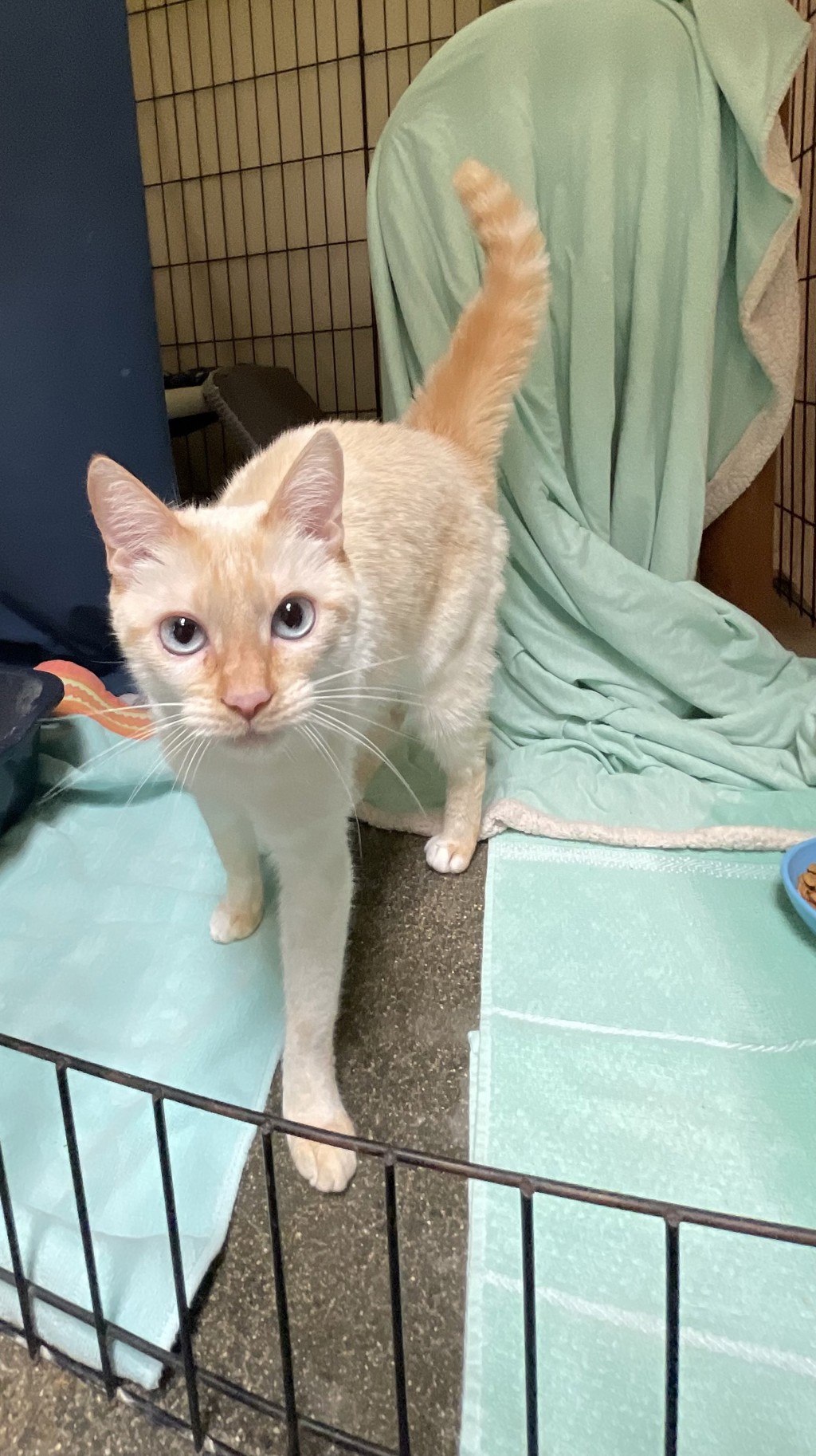 Shelter Stray Female Cat last seen Near E Vista Way, Vista, CA, 92084, Oceanside, CA 92058