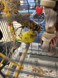 Shelter Stray Female Bird last seen Cogbill Road, North Chesterfield, VA, 23234, Chesterfield, VA 23832