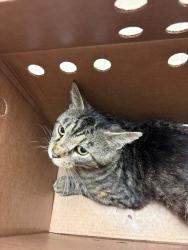 Shelter Stray Male Cat last seen Turner Road, North Chesterfield, VA, 23234, Chesterfield, VA 23832