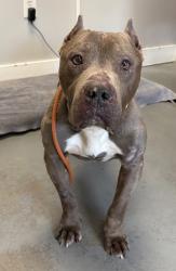 Shelter Stray Male Dog last seen Near S 7860 W, Magna Township, UT, 84044, Taylorsville, UT 84123