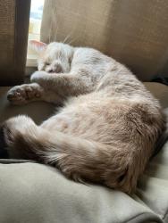 Lost Male Cat last seen james rd, Columbus, OH 43213