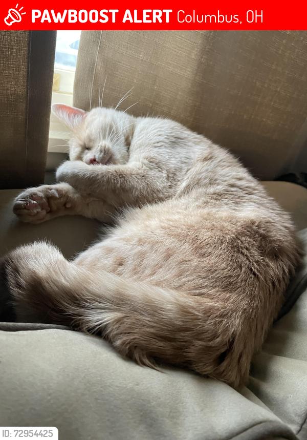 Lost Male Cat last seen james rd, Columbus, OH 43213