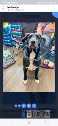 Lost Male Dog last seen 33rd and Roff, Oklahoma City, OK 73112