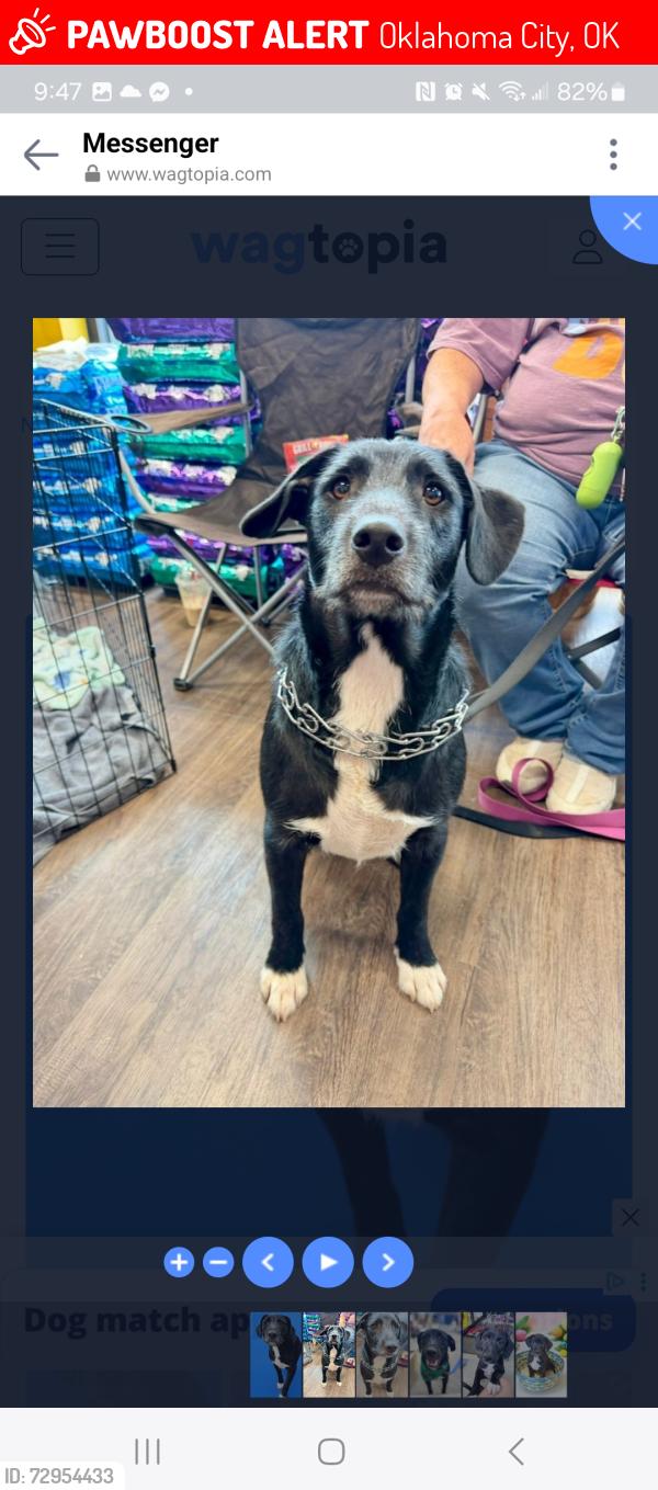 Lost Male Dog last seen 33rd and Roff, Oklahoma City, OK 73112