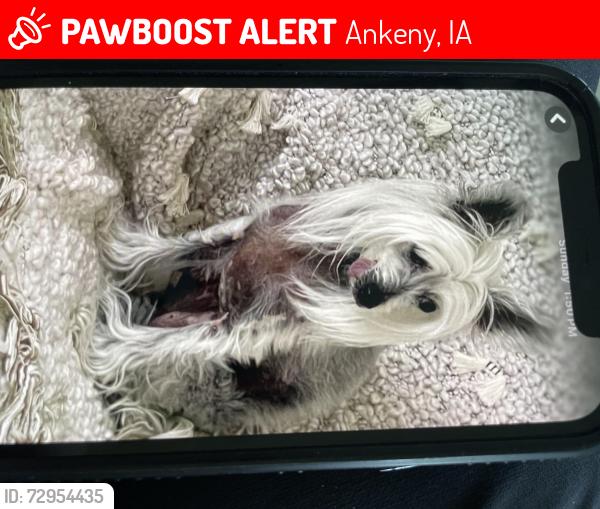 Lost Female Dog last seen College ave & SW Prairie Trail Pkwy , Ankeny, IA 50023