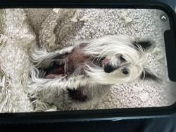 Lost Female Dog last seen College ave & SW Prairie Trail Pkwy , Ankeny, IA 50023