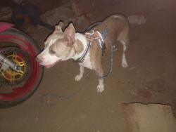 Found/Stray Female Dog last seen Belmont and Peach, Fresno, CA 93727