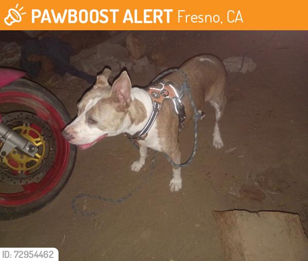 Found/Stray Female Dog last seen Belmont and Peach, Fresno, CA 93727