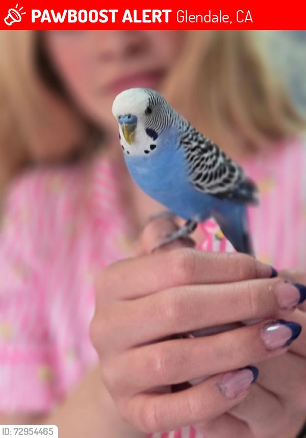 Lost Male Bird last seen Cumberland and Brand Park Area, Glendale, CA 91202