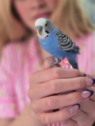 Lost Male Bird last seen Cumberland and Brand Park Area, Glendale, CA 91202