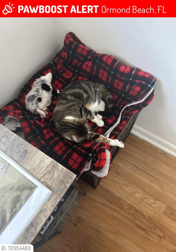 Lost Female Cat last seen Near Ford St, Ormond Beach, FL 32174