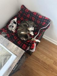 Lost Female Cat last seen Near Ford St, Ormond Beach, FL 32174