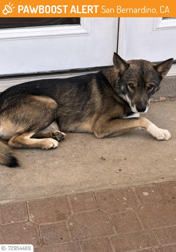 Found/Stray Male Dog last seen 40th street , San Bernardino, CA 92404