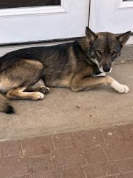 Found/Stray Male Dog last seen 40th street , San Bernardino, CA 92404