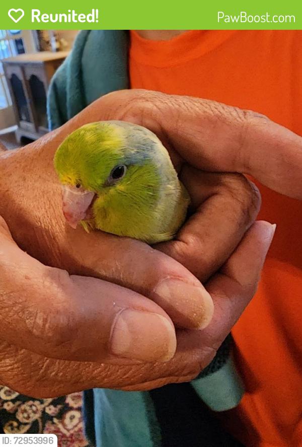 Reunited Unknown Bird last seen Near hazel court, Fredericksburg, VA 22407